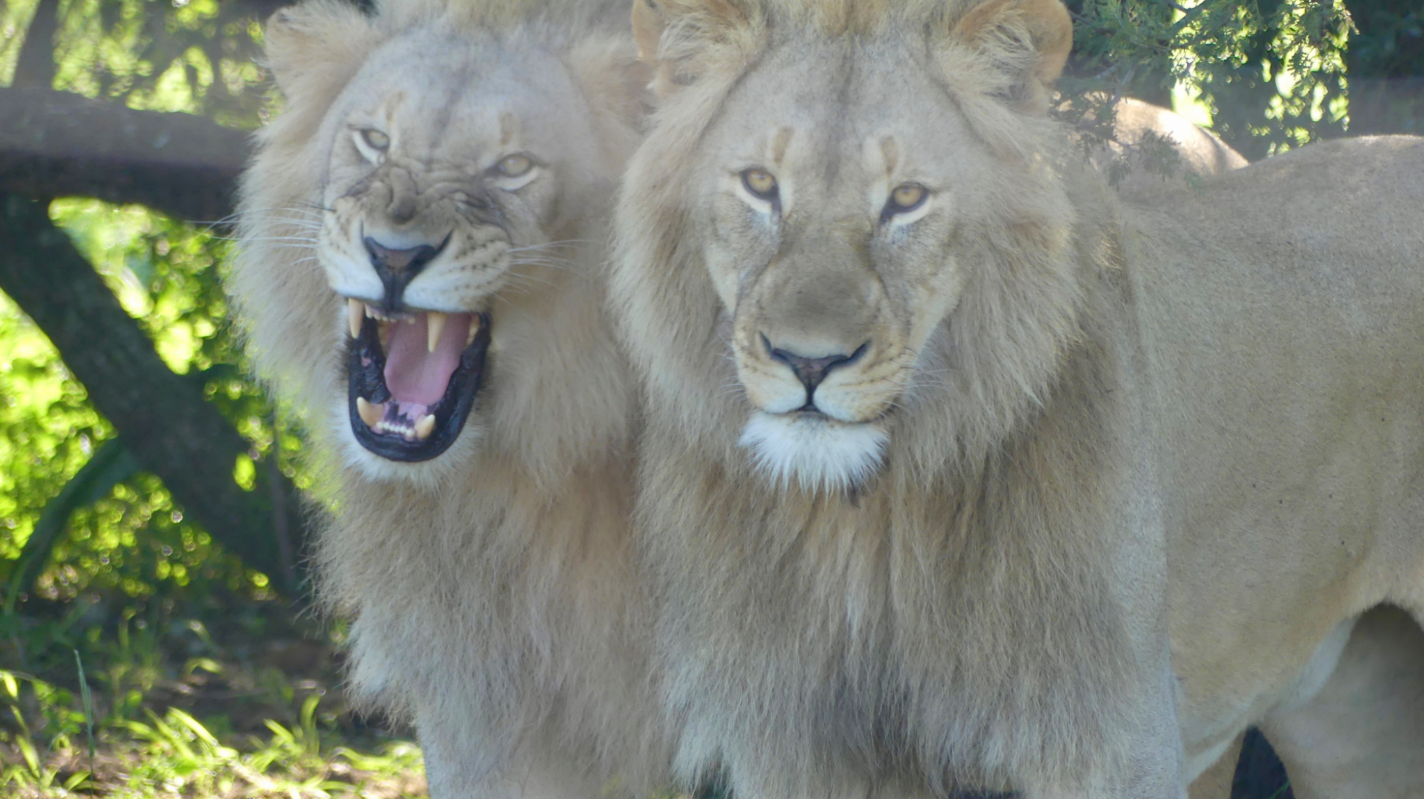 Two Lions